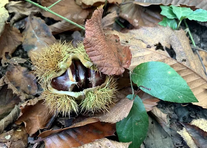 Souvenirs Rignacois Сasa de vacaciones Rignac (Aveyron)